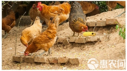 正宗農家散養土雞蛋 現撿現發，批發與擔保服務